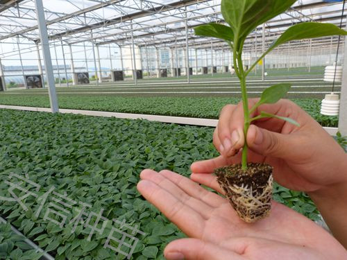 【山東】商河縣種植戶甜椒苗火爆預(yù)定 更多優(yōu)惠等你拿