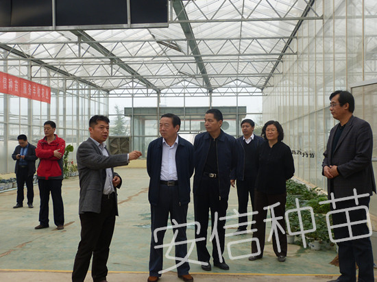 山東省政府參事室領(lǐng)導(dǎo)前來(lái)安信西瓜嫁接苗基地調(diào)研