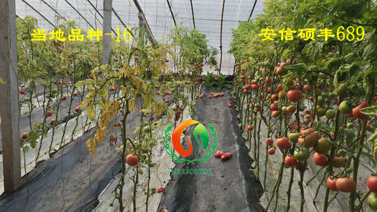 【泰安】都是西紅柿苗，咋就差別這么大呢？