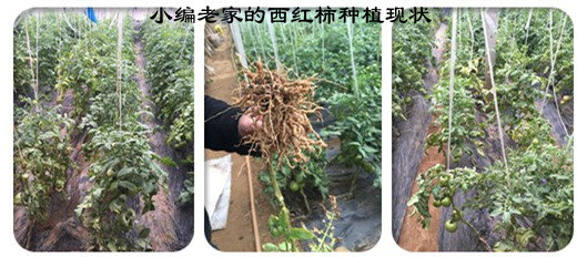 西紅柿嫁接苗，我們選安信種苗，放心！